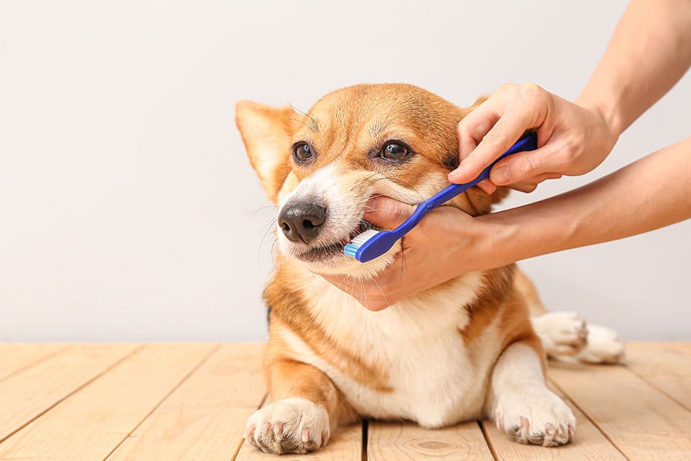 Dog getting its teeth brushed during a dental hygiene routine to support healthy teeth and gums.