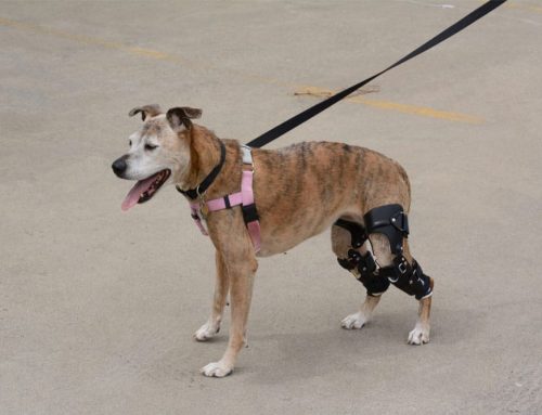 Is Your Dog’s Sudden Limp a Torn Knee Ligament?
