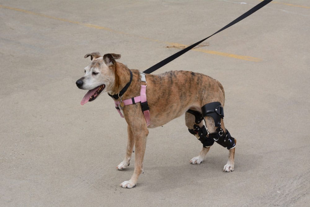 Brown and white dog in a pink harness with a black leash, wearing an orthopedic brace on its rear legs while standing on a concrete surface.
