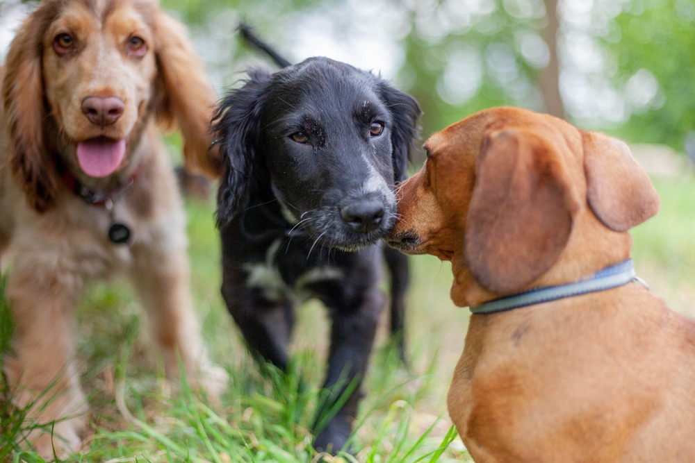 Three friendly dogs standing close together on grass outdoors, with one brown dog facing the camera, a black dog in the middle, and another brown dog sniffing the black dog’s face.