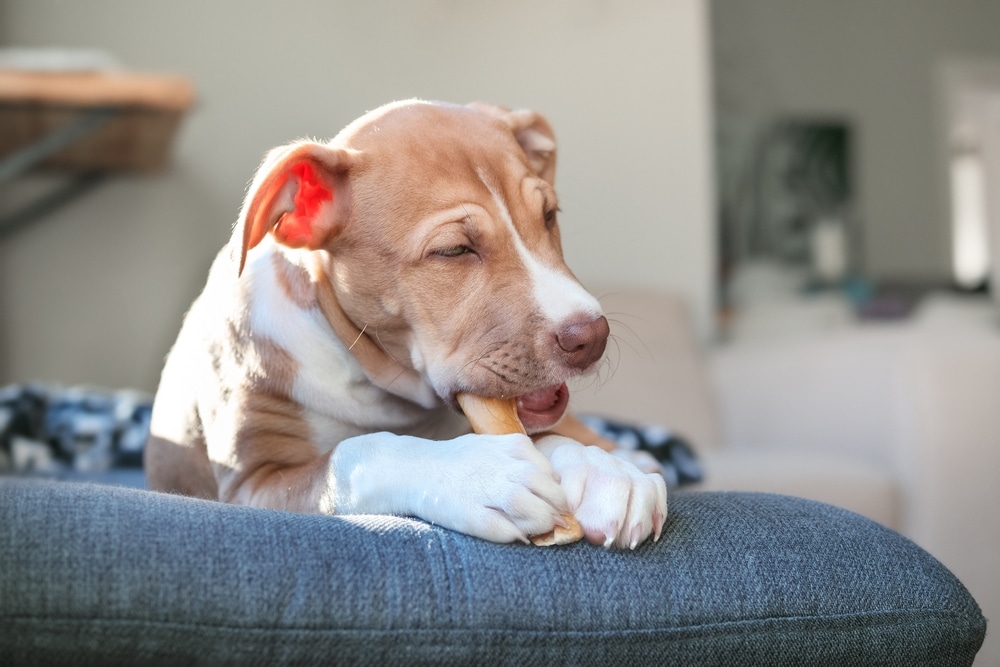 Puppy chewing on a chew stick, highlighting the importance of choosing safe chews and monitoring pets to prevent choking hazards, tooth damage, and other injuries.