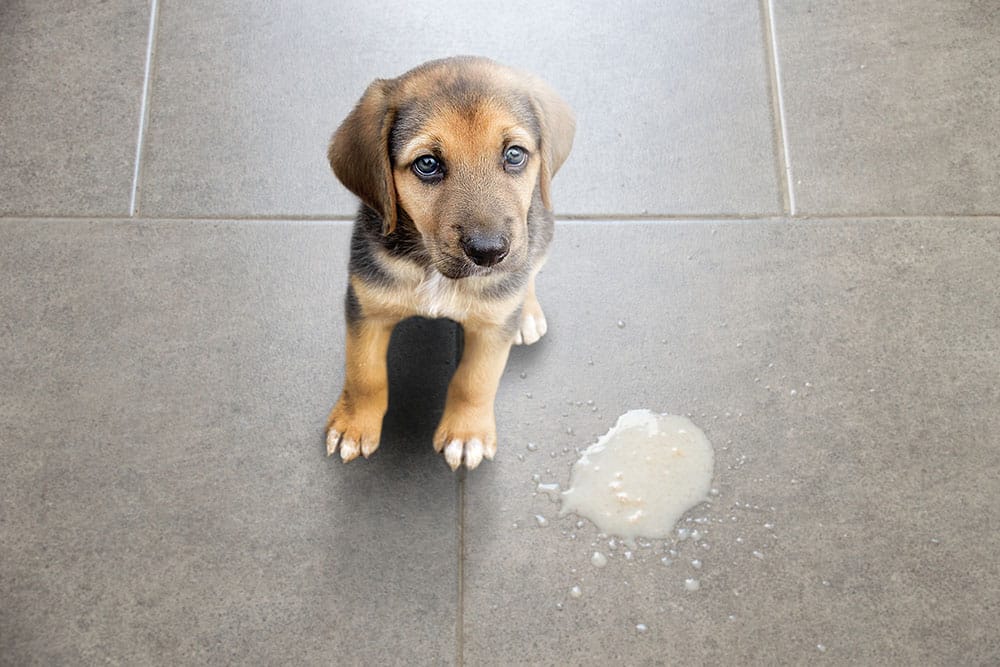 Sick puppy with vomit puddle on floor indicating stomach issue or infection.