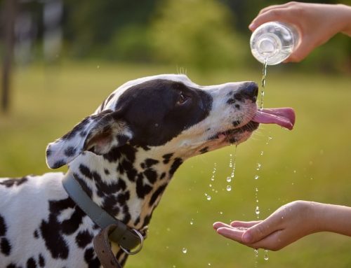 When Does a Hot Day Cross Into Heat Stroke for Your Pet?