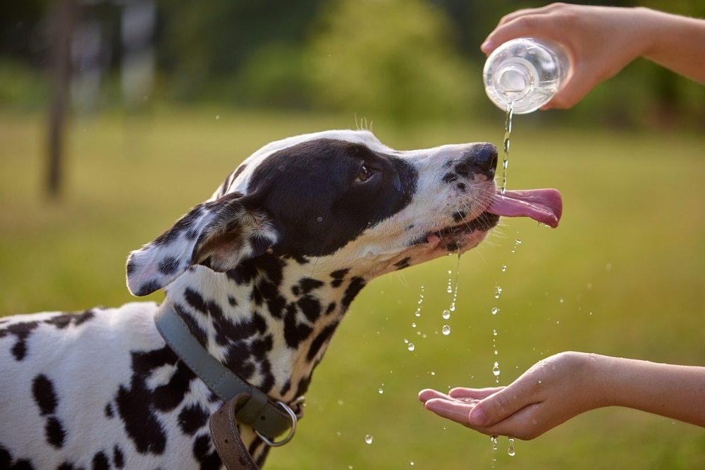 Dog drinking fresh water outdoors to stay hydrated and prevent heat-related illness during hot summer weather.