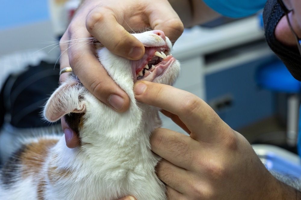 Veterinarian examining a pet with swollen gums during a dental health checkup at a veterinary clinic.