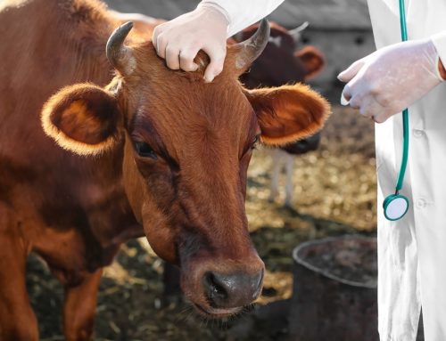 Mastitis in Cattle, Horses, Sheep, and Goats: Catching It Early and Deciding What to Do