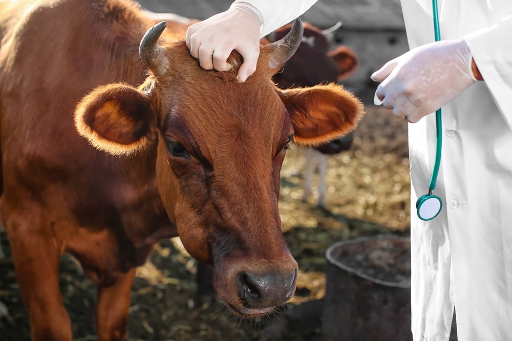 Veterinarian examining cows in a paddock during a herd health check to assess livestock health and wellness.