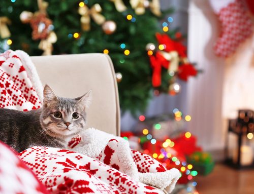 Ensuring Holiday Safety for Your Animal Friends: Essential Tips