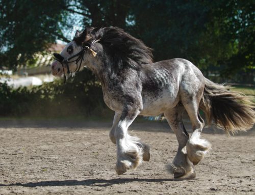 Comprehensive Winter Care Strategies for Horses and Cattle