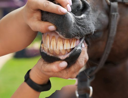 Straight from the Horse’s Mouth: Complete Dental Care Guide for Equine Owners