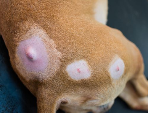 Pet Lumps & Bumps: When to Rush to the Vet vs. When to Watch and Wait