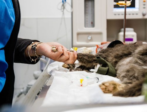 Is it an Emergency? Know When to Call the Vet!