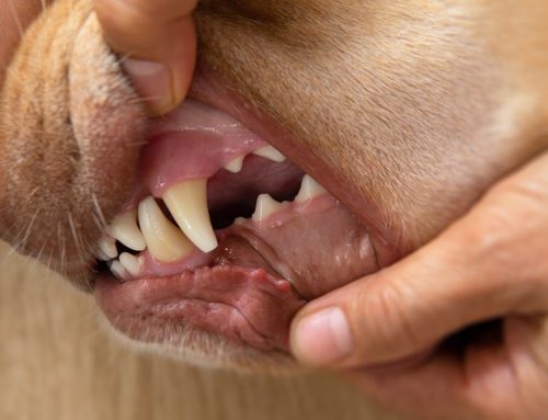 Pain You Can’t Ignore: How Dental Disease Impacts Your Pet’s Health
