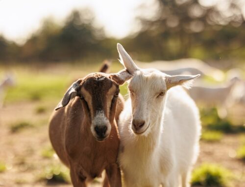 Understanding Biosecurity: Protecting Your Herd, Flock, and Pets from Disease