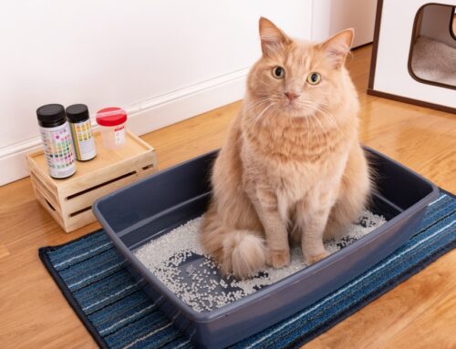 Feline Kidney Disease: Early Signs and Long-Term Care