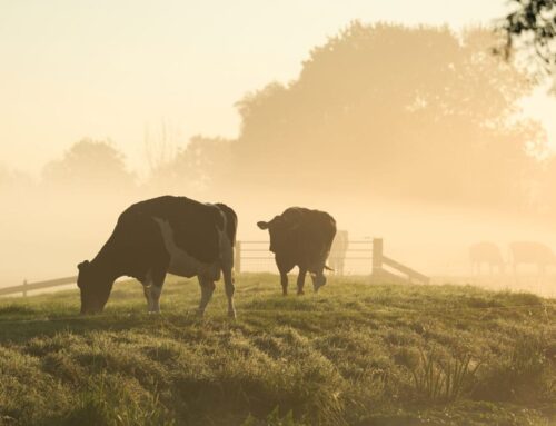 Stress Reduction Strategies for Handling and Transporting Beef Cattle
