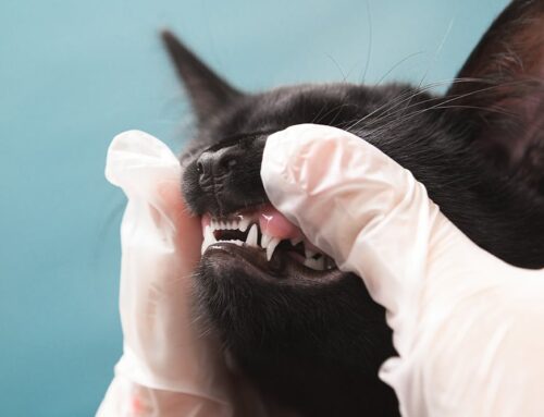 Why Non-Anesthetic Dentals Are Dangerous for Pets