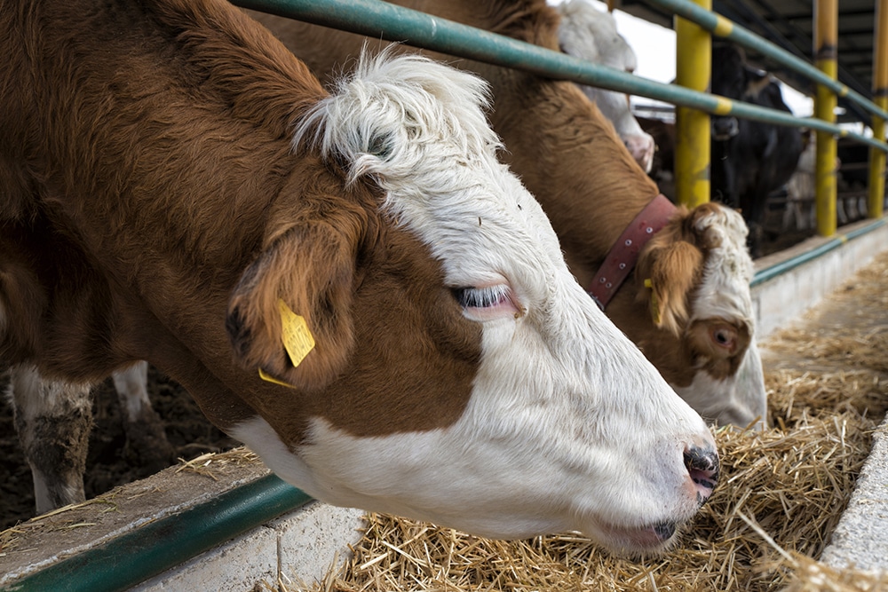 Close-up of two brown and white Simmental cows feeding on hay from a concrete trough in a barn. The cow in the foreground has a yellow ear tag and white hair on its forehead.