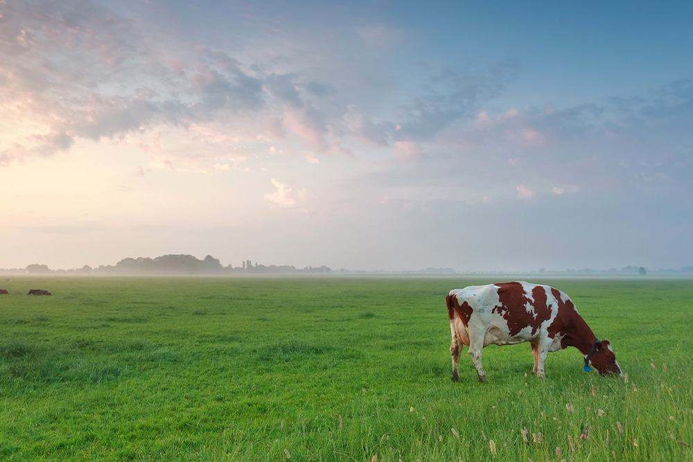 A wide shot of a vast green pasture under a soft sunset sky with pink and blue clouds. A single brown and white cow grazes in the foreground on the right, with other cattle visible in the hazy distance.