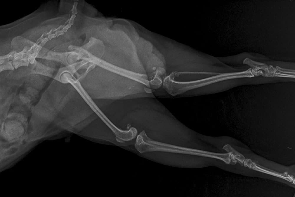 A lateral view X-ray showing the pelvis, hips, and hindlegs of a small animal, likely a cat or small dog.