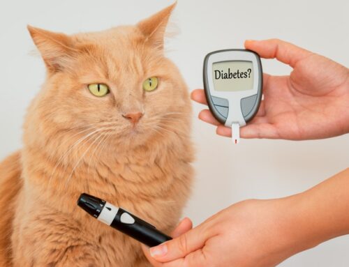Diabetes in Dogs & Cats: Curves, Monitors, and Remission Goals