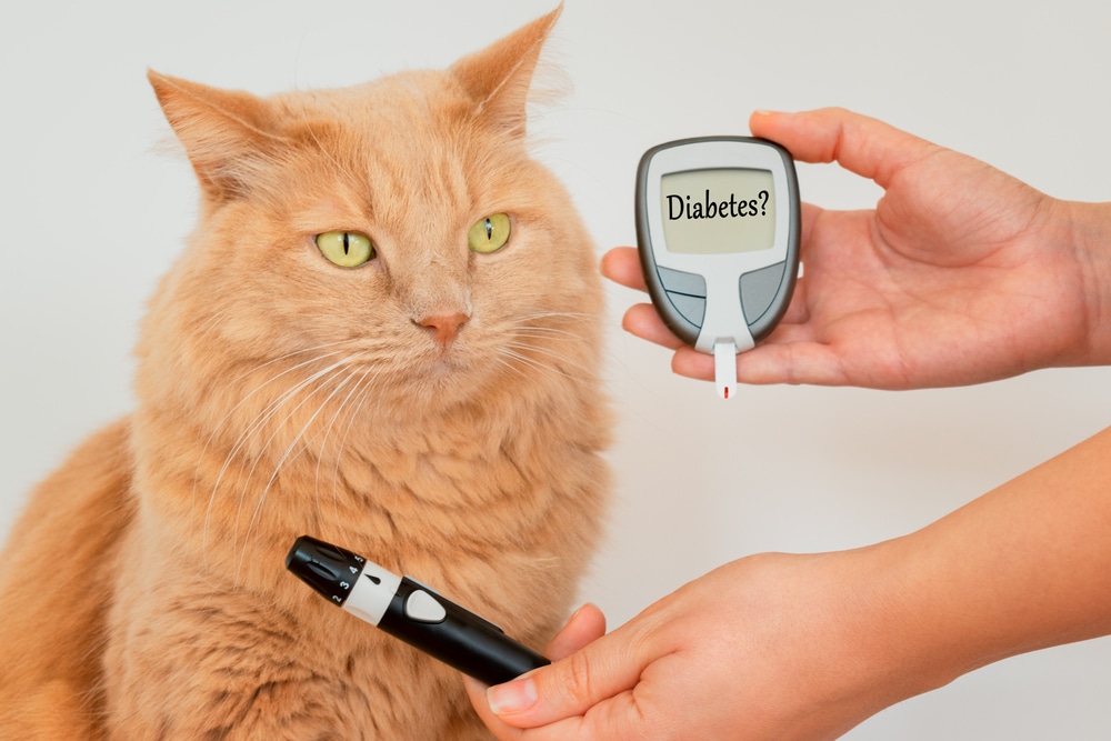 A ginger cat sits while a person holds a blood glucose meter displaying the word "Diabetes?" and a lancing device nearby.