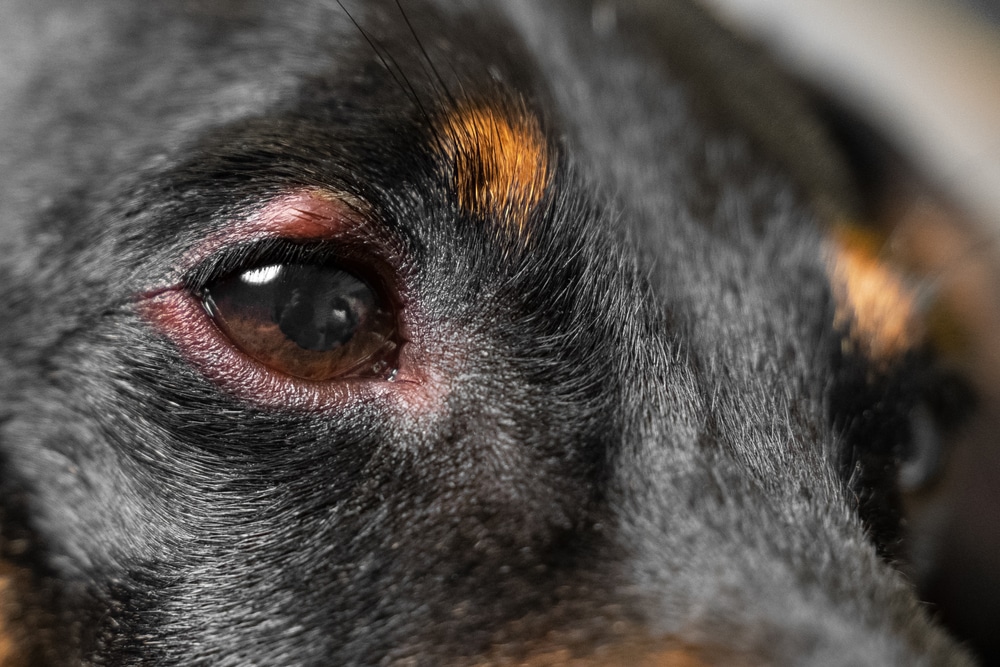 Close-up of a dog’s eye with visible redness and slight swelling around the eyelid, showing detailed fur texture and a reflective brown iris.
