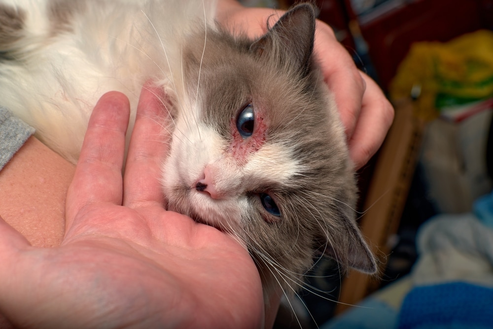 Close-up of a gray and white cat with an irritated eye being gently held in someone’s hands