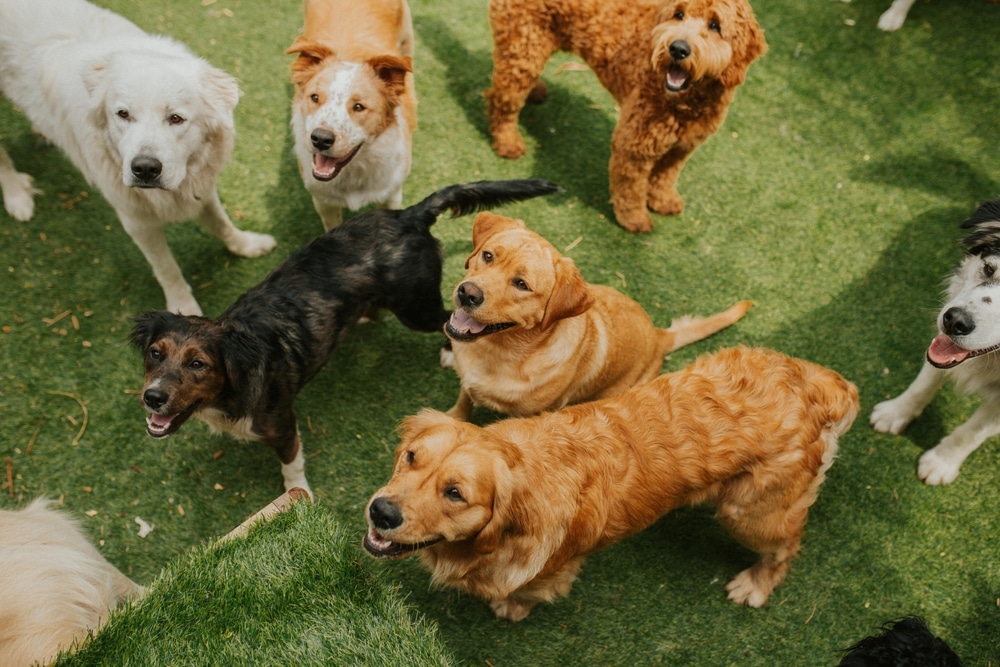 A group of happy dogs of different breeds standing together on green grass and looking up at the camera.