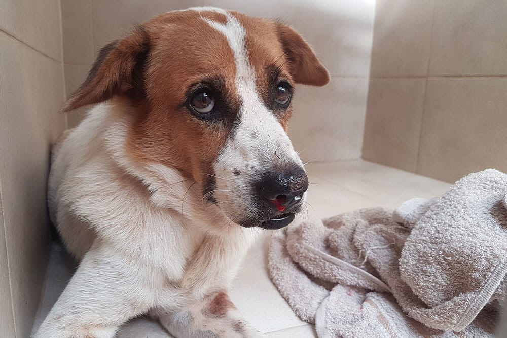 injured dog with injured nose