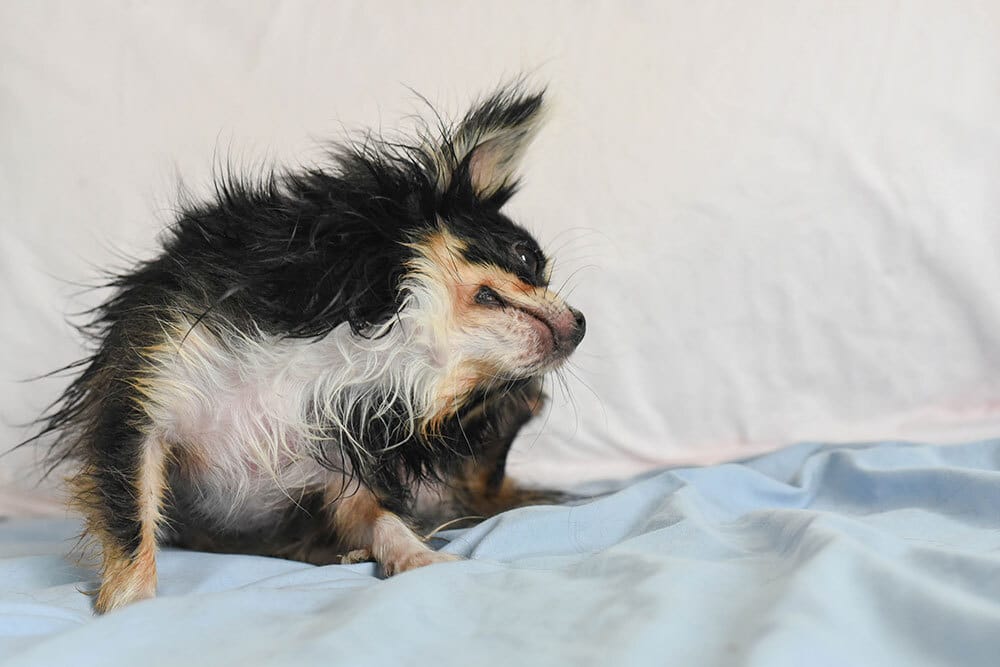 itchy dog scratching due to skin irritation