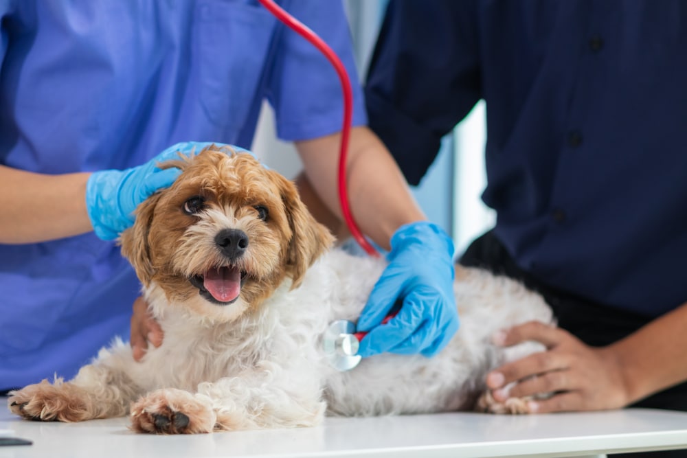 Veterinarian performing routine health checkup on a dog at a veterinary clinic.