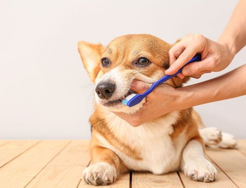 How Do You Care for Your Pet’s Teeth at Home Without a Wrestling Match?