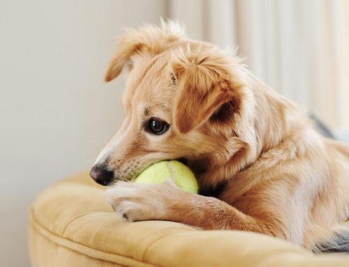 What Household Gear and Toys Cause the Most Injuries in Dogs?