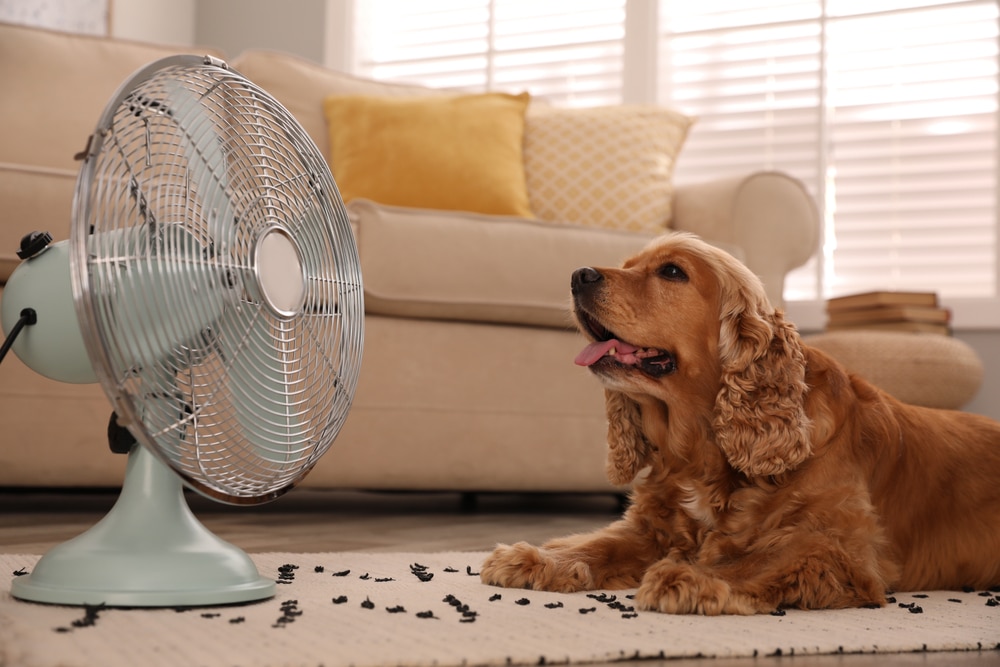 Dog cooling off during hot weather to help prevent overheating and heatstroke while staying comfortable in the summer.