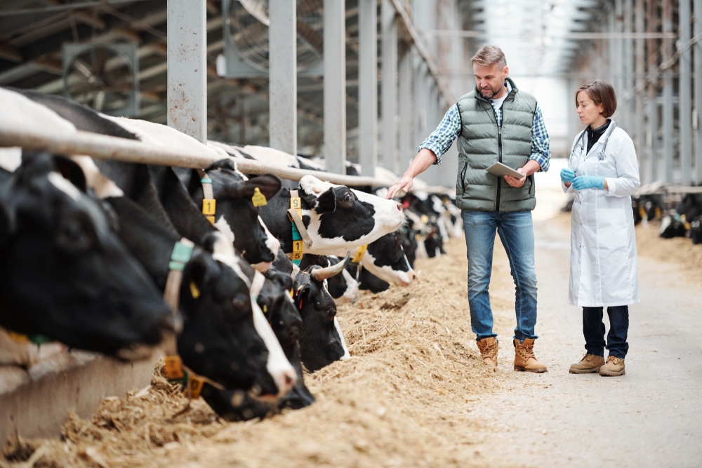 Dairy farmer using a tablet to monitor cattle health and herd management on a farm.