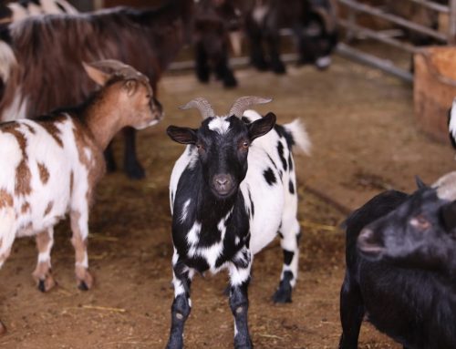 Can You Prevent Calf Scours, and When Are Electrolytes Not Enough?
