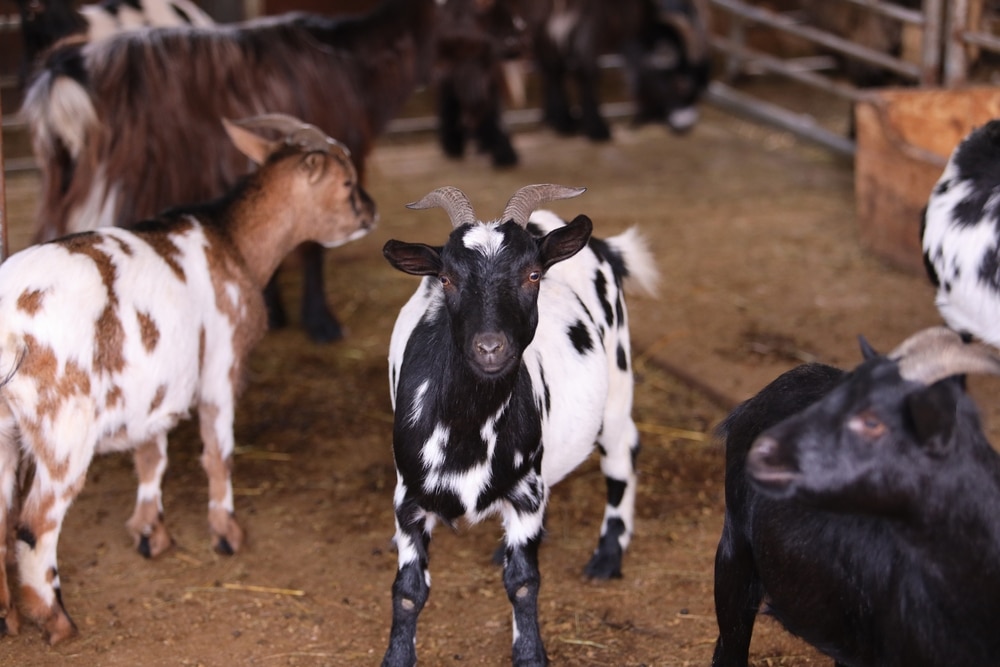 Group of goats standing together in a farm pen during routine herd management.
