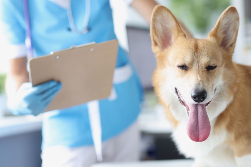 Veterinarian examining a dog during a routine veterinary checkup.