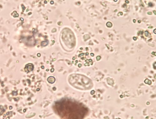 Can You Catch Giardia or Coccidia From Your Dog or Cat?